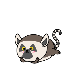 じっと見る小ちゃなワオキツネザル