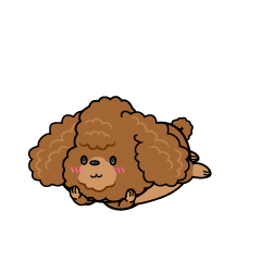 じっと見る小ちゃな茶色のトイプードル