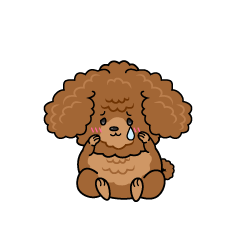 悲しい小ちゃな茶色のトイプードル