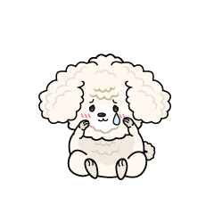 悲しい小ちゃな白いトイプードル