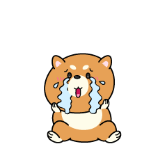 大泣きする小ちゃな柴犬